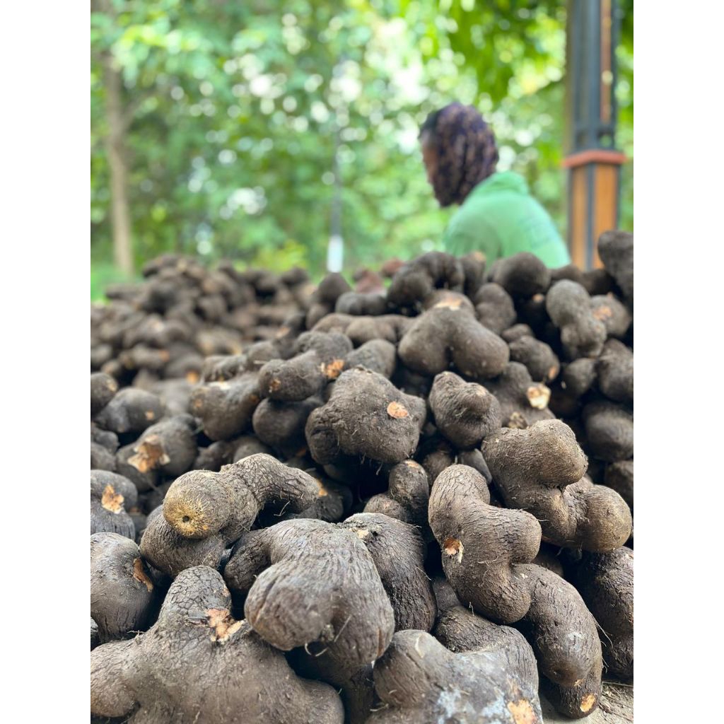 

UWI MANIS BANCAR MOMI HAZEL