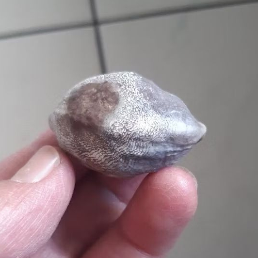 Kemiri Adu Muncang Adu Wadas Ori Induk Urgen Size Besar