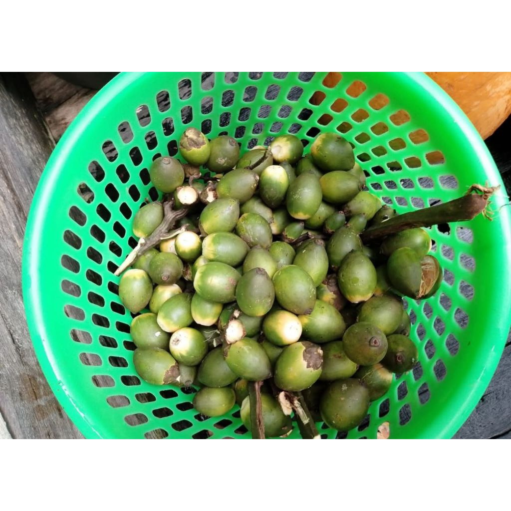 

500GR BUAH PINANG MUDA ASLI SEGAR