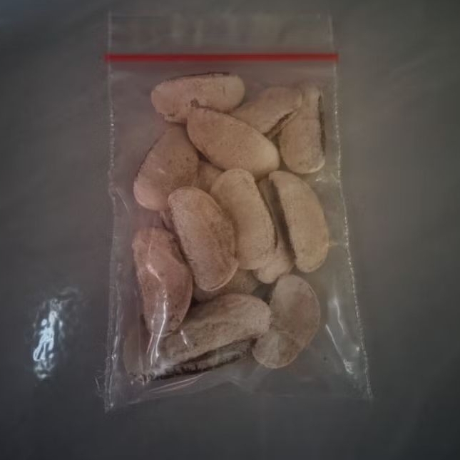 

biji mahoni isi 16 biji