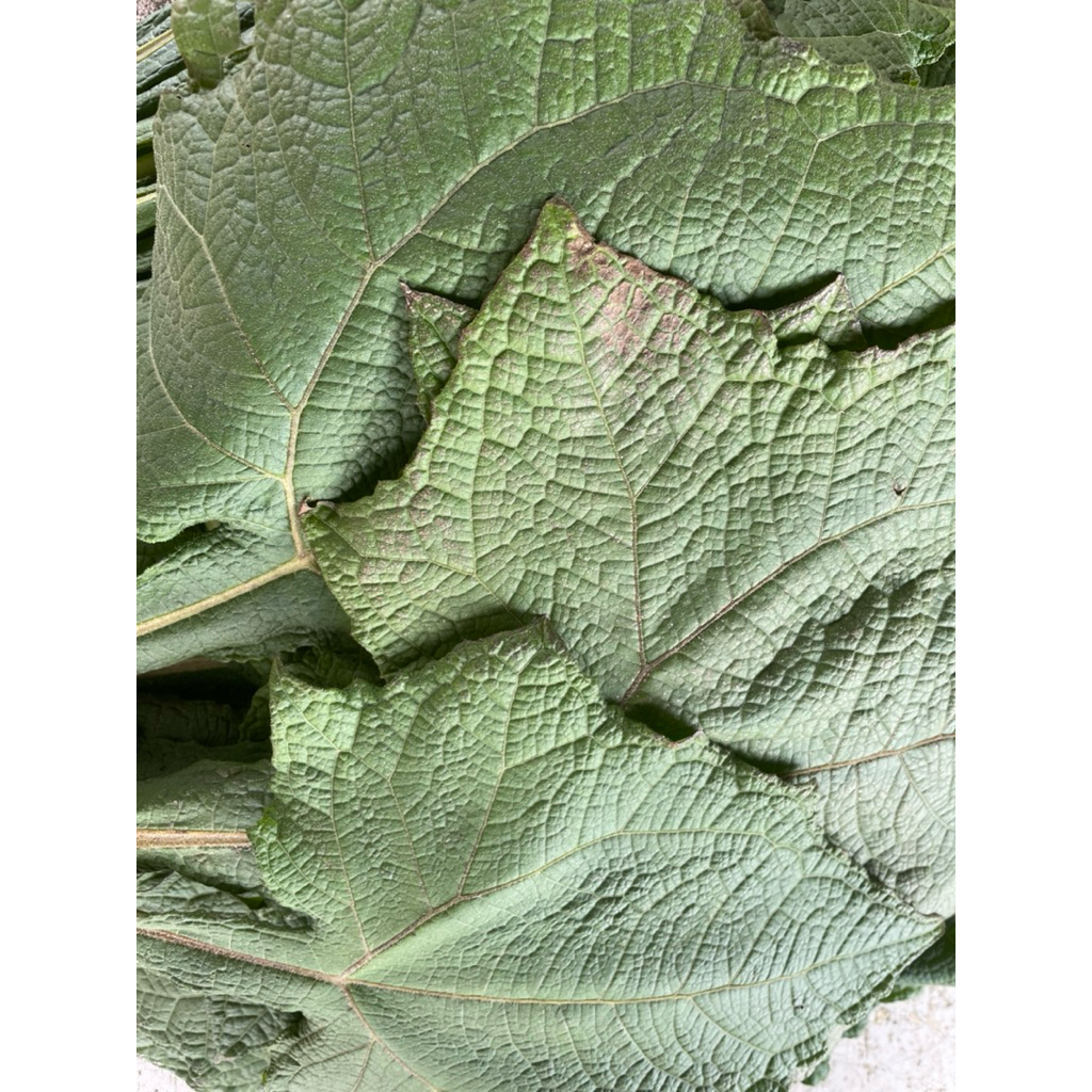 

daun ubi yakon fresh 500gr