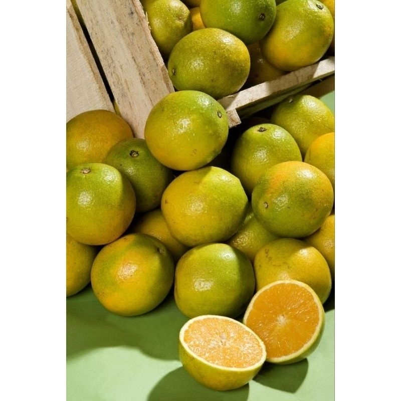 

Buah Jeruk Manis Baby Java Fresh Petik dari Kebun 3 Kg