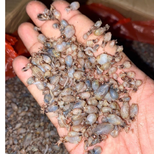 

size mini 0,5cm dan 0,5-1cm (( ready siap kirim ))