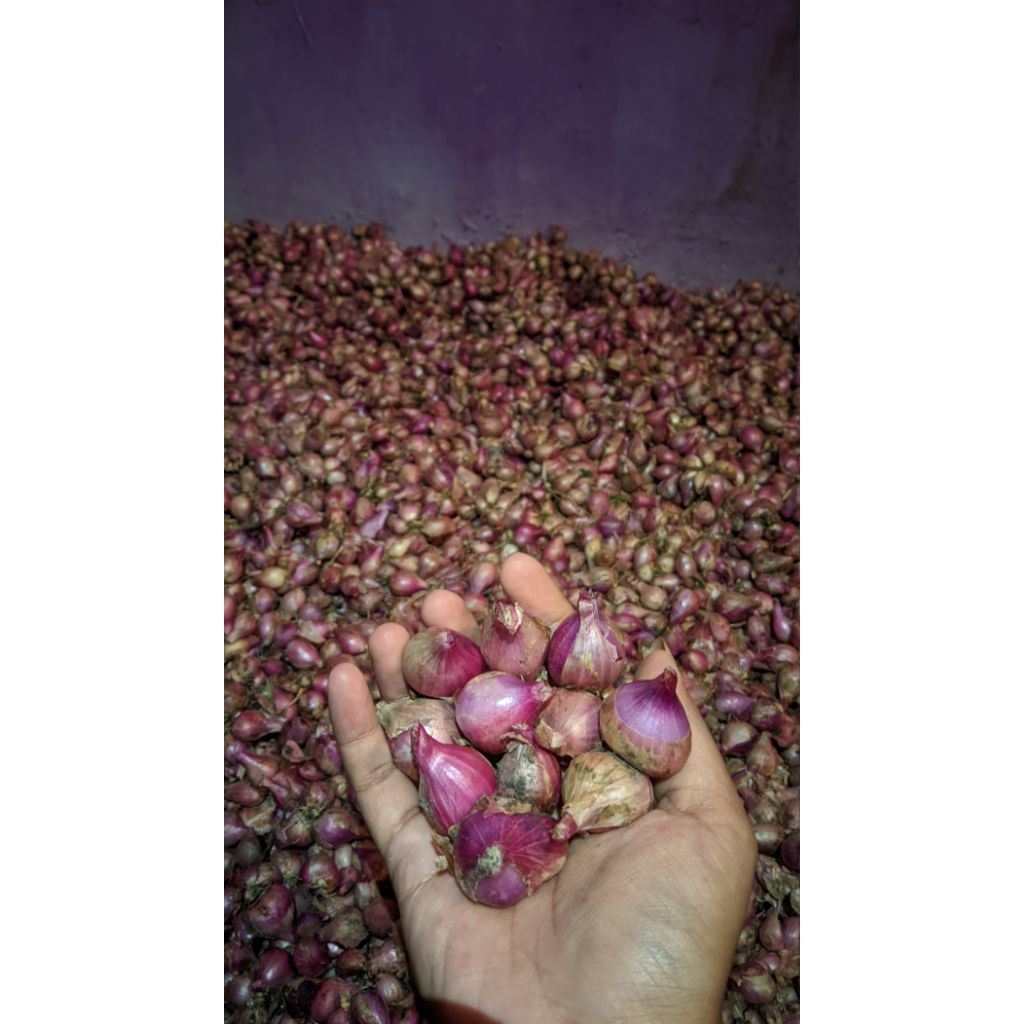 

bawang merah 1kg