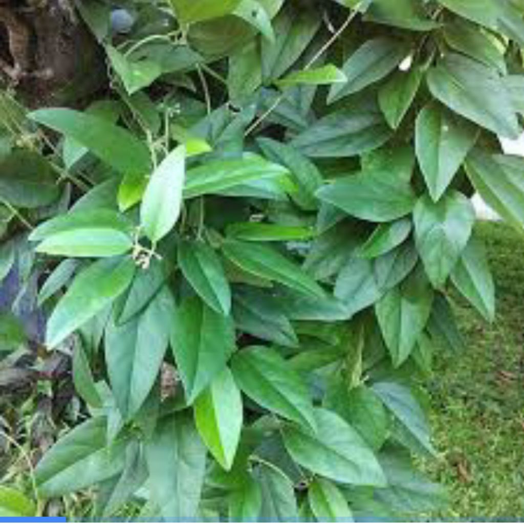 

daun cincau hijau segar 500gr