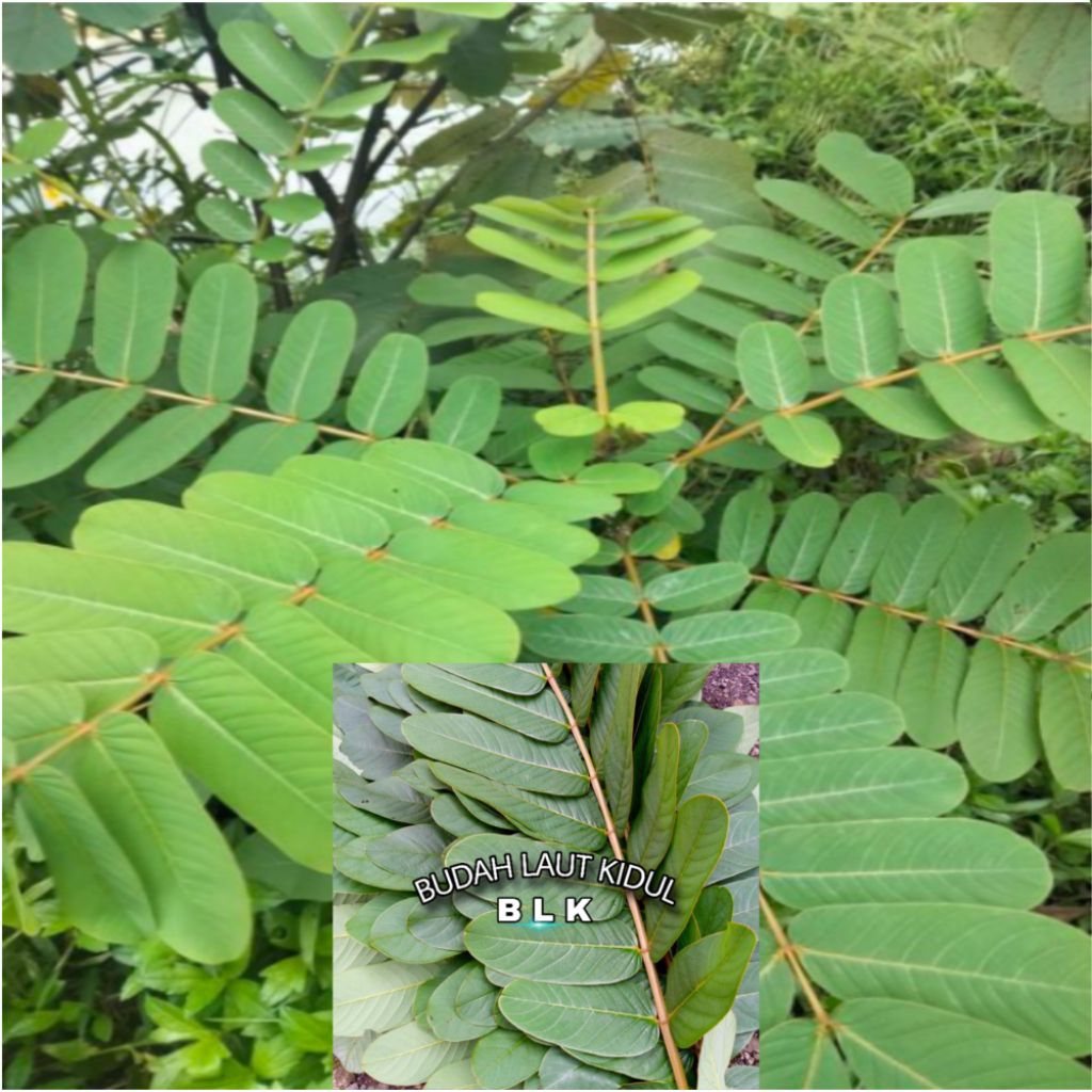 

tanaman Daun Kimanila | Daun kimanila fresh | 250 gram