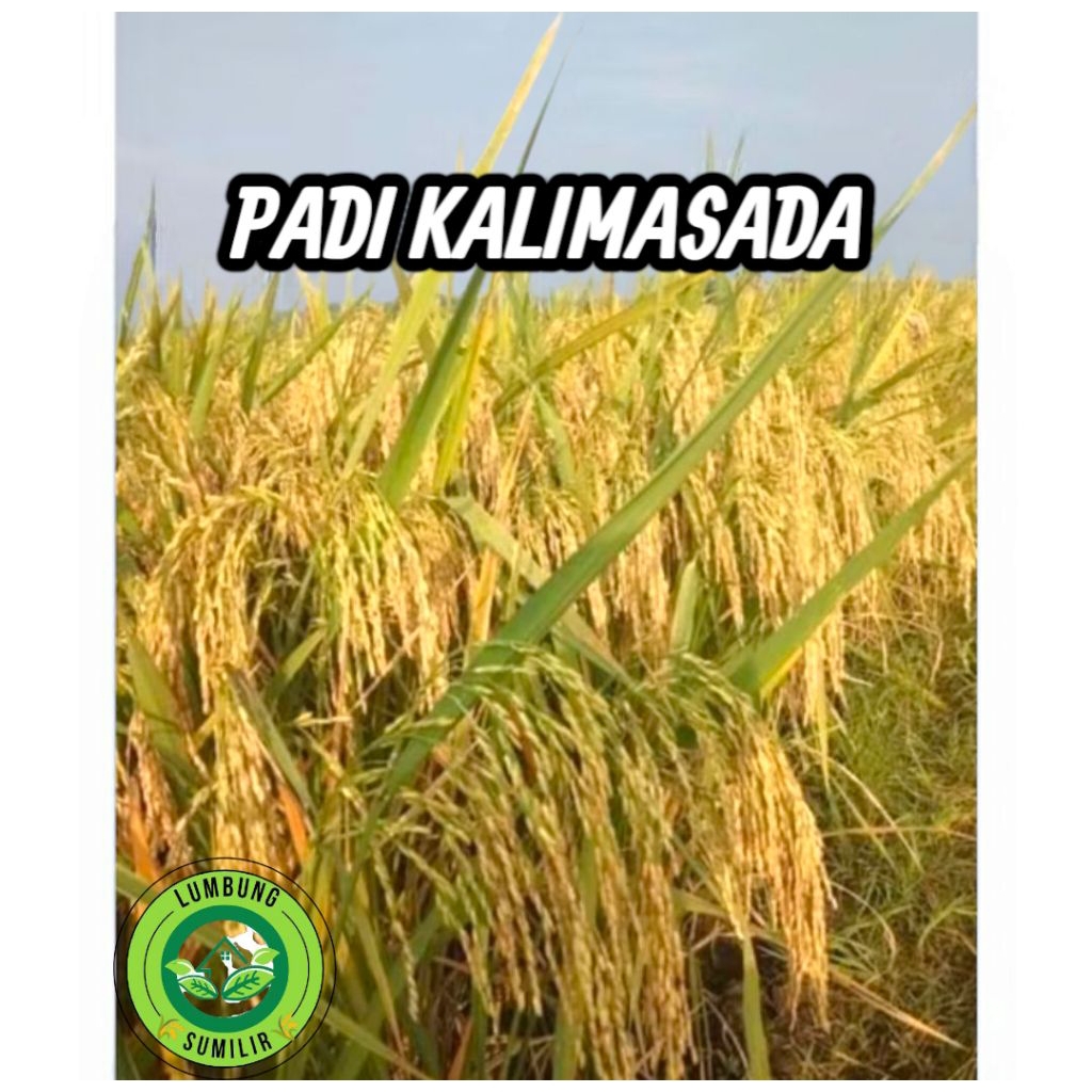 Benih Bibit Padi KALIMASADA Kemasan 1kg