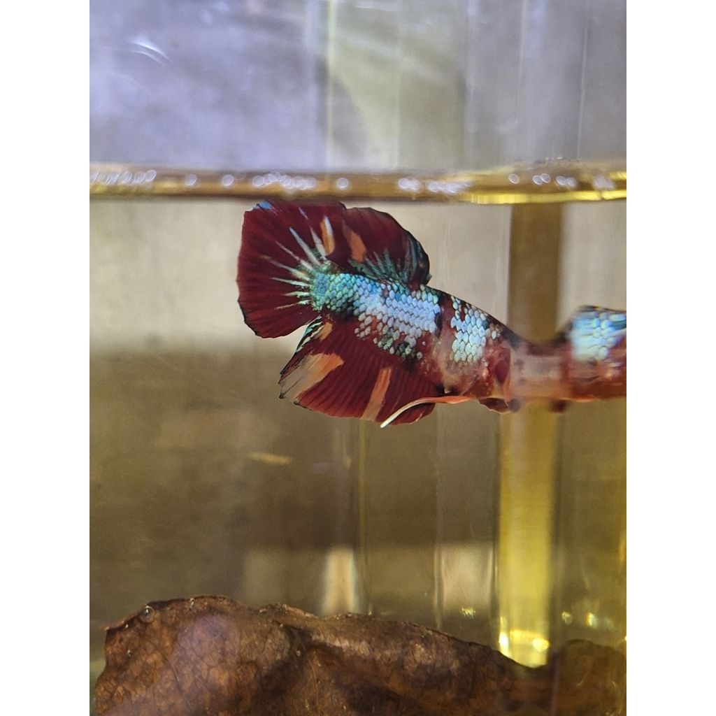 ikan cupang plakat nemo red koi