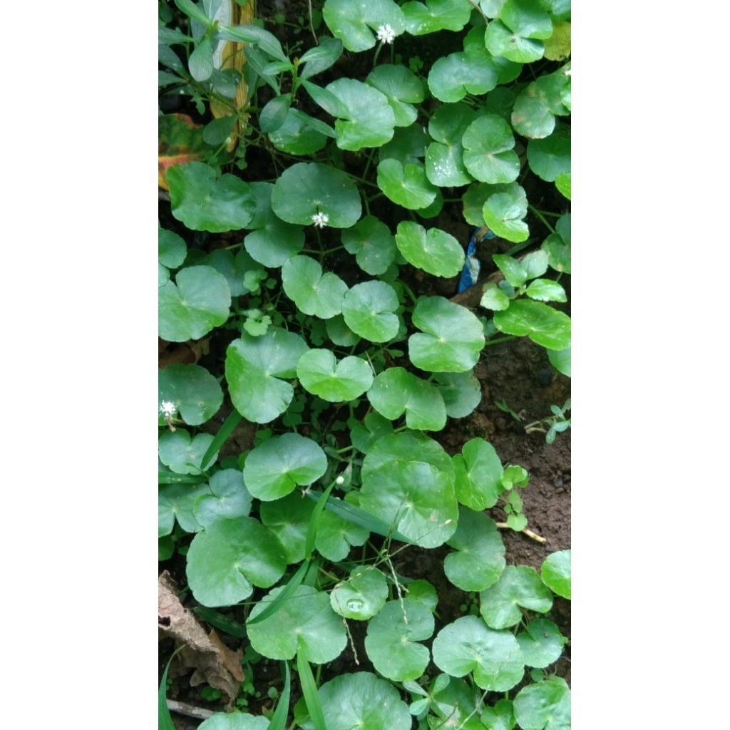 

Daun Pegagan+batang Organik(Centella Asiatica) 200 gram 13500
