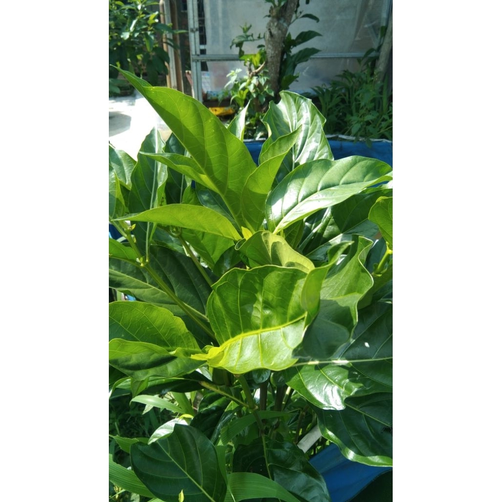

Daun Mengkudu Segar(Pace/cengkudu/morinda citrifolia) 10 lembar