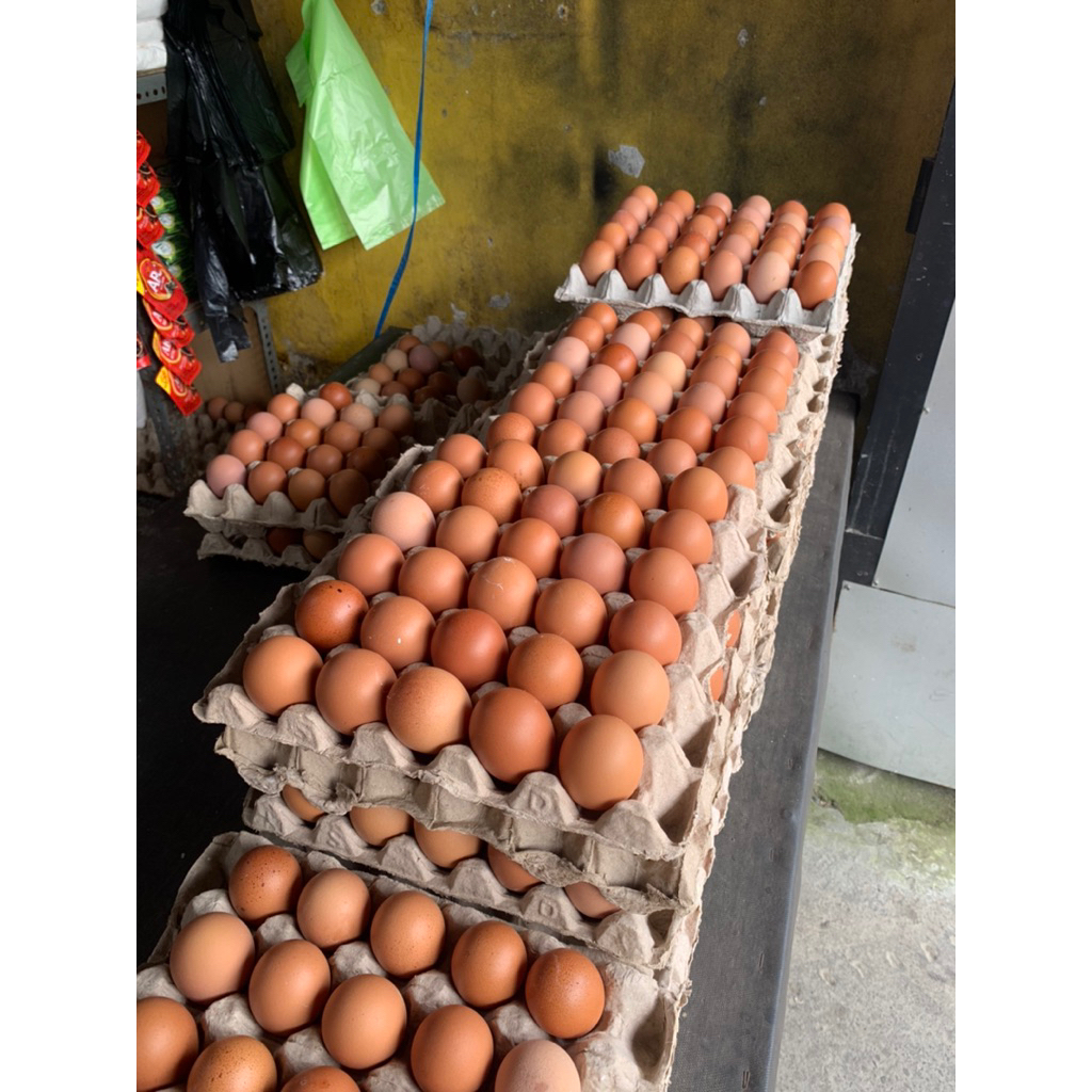

Telur ayam ras jumbo murah makassar
