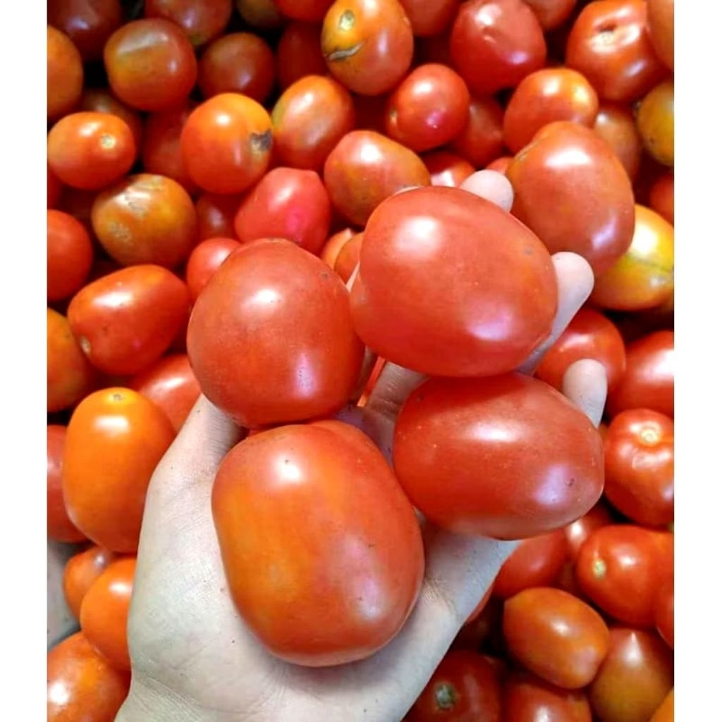 

tomat buah segar