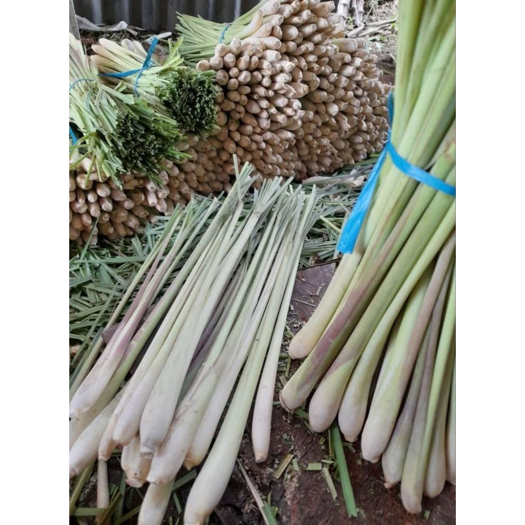 

1kg Sereh/Serai Jumbo Segar&Fresh