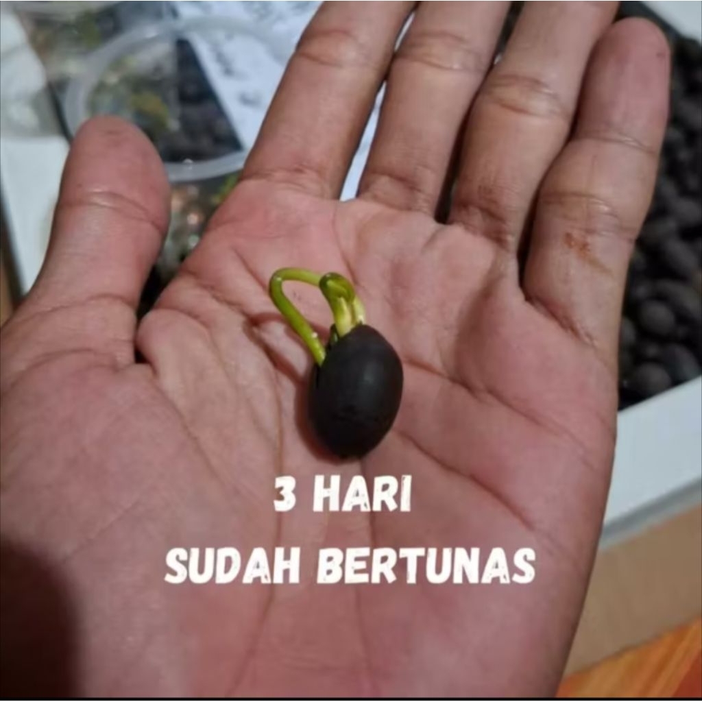 _Adudushop 100 Butir Benih Bunga Teratai (Nelumbo Nucifera)