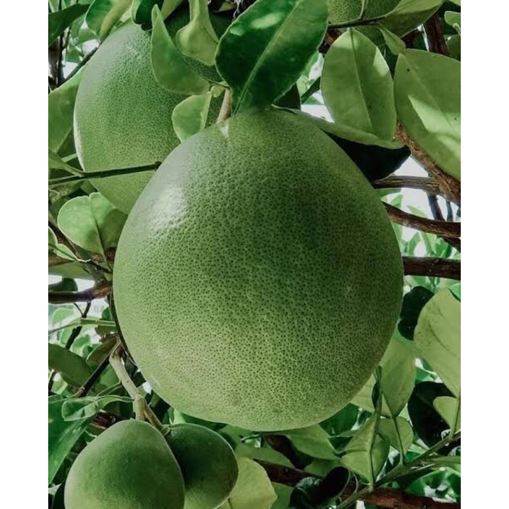 

Jeruk Manis Pamelo fresh bergizi 1,1kg -1,2kg asli sunan muria