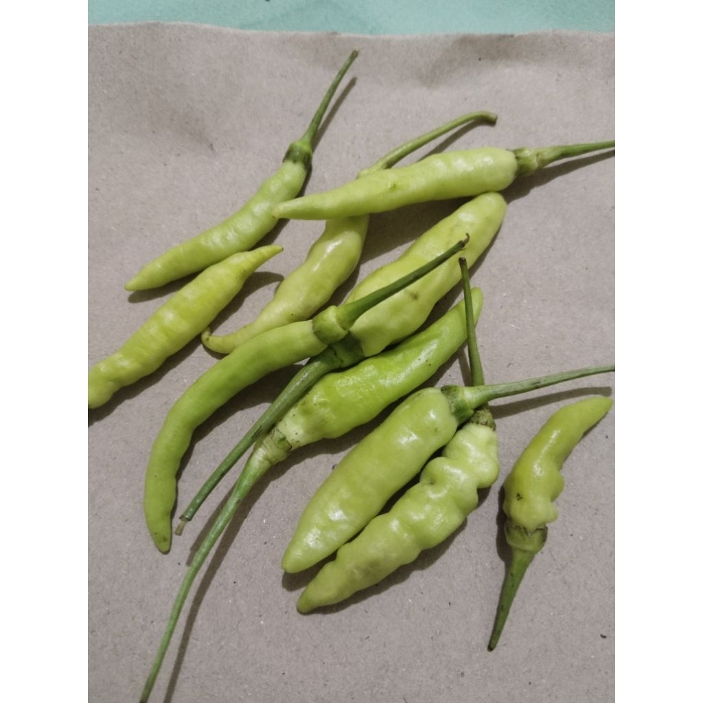 

5 kg cabe rawit putih.