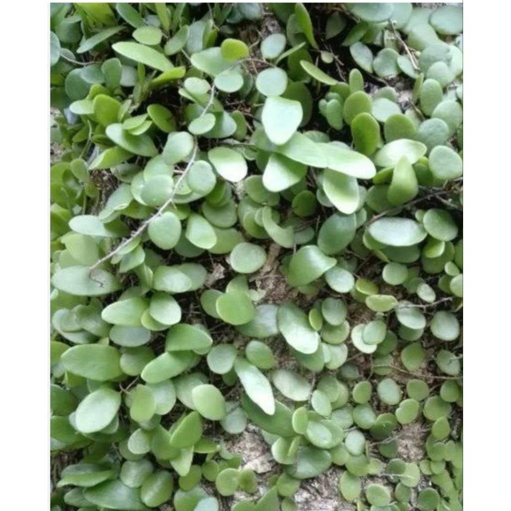 

Daun sisik naga segar berkualitas 50 gram