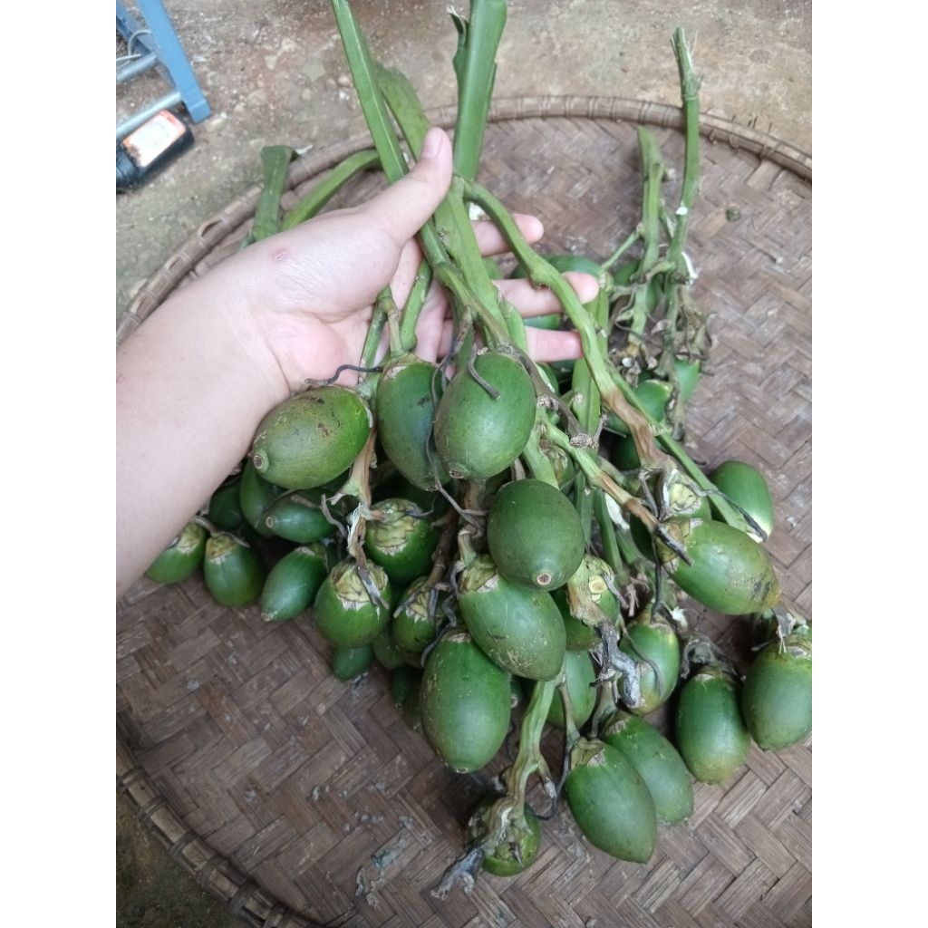 

buah pinang jambe muda 1 kg buah pinang muda segar