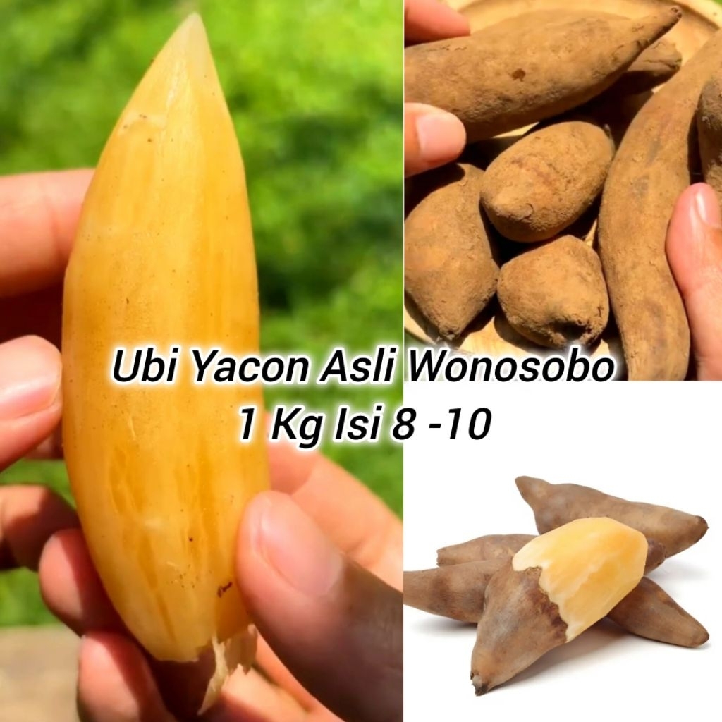 

Ubi Yacon Obat diabetes, herbal alami Penurun Gula darah Smallanthus sonchifolius, 1 kg isi 8-10