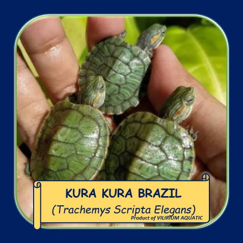 IKAN HIAS AIR TAWAR - KURA KURA BRAZIL / KURA KURA HIJAU / KURA KURA PIPI MERAH (SIZE 5cm)