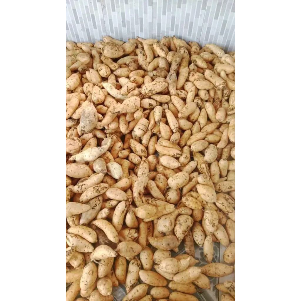 

Ubi Cilembu mentah/Ubi Madu Cilembu spek Oven fresh1kg