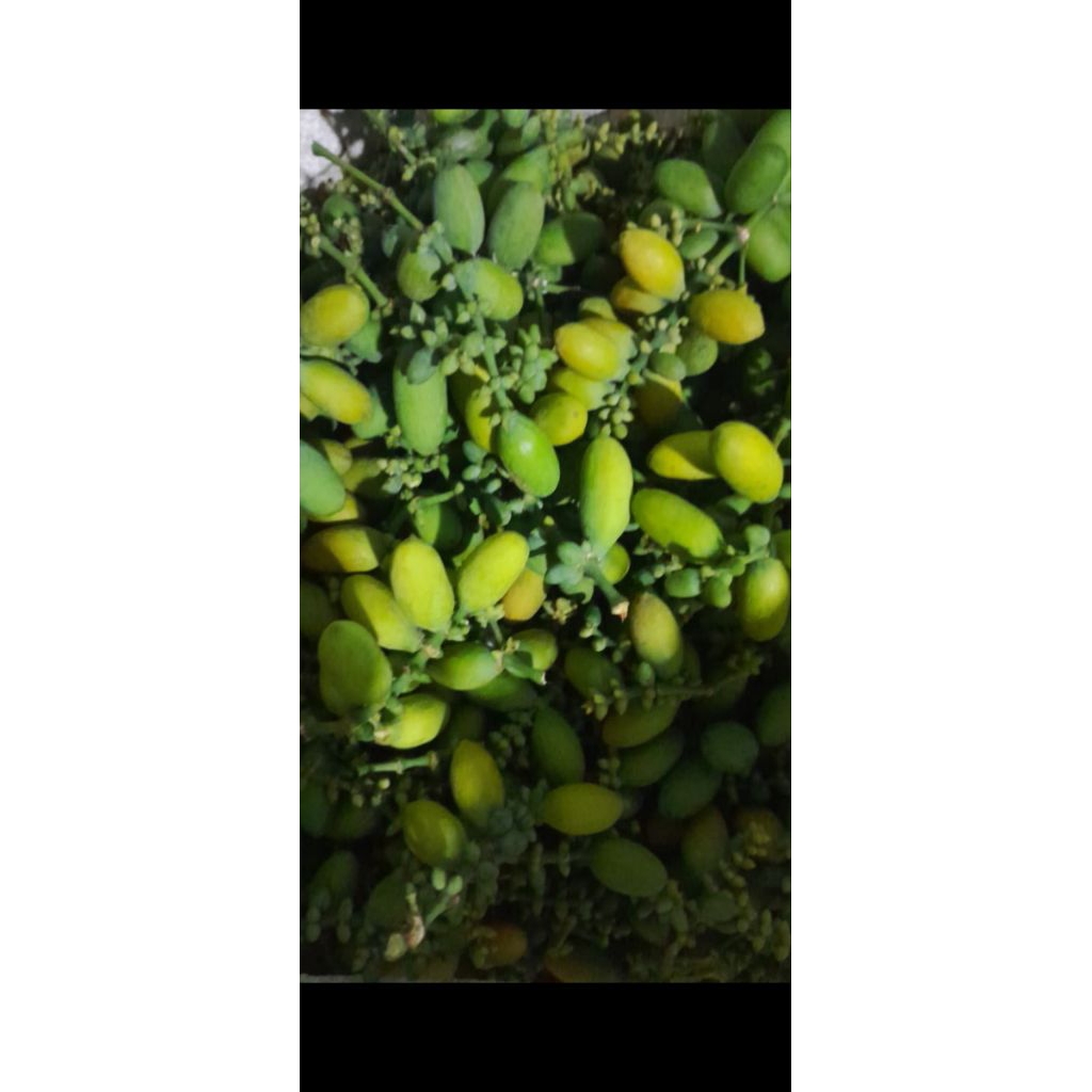 

biji melinjo sayur super bagus1kgtermurah