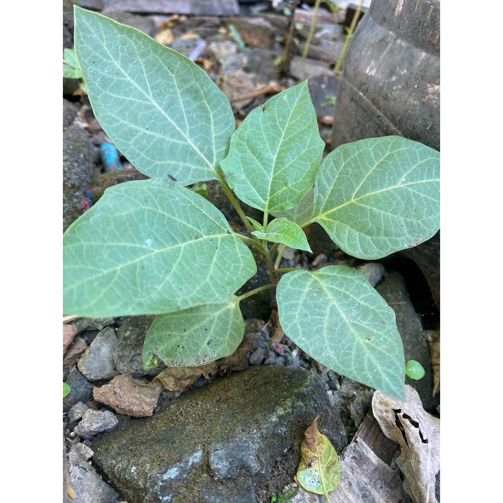 

Bibit Pohon Kecubung