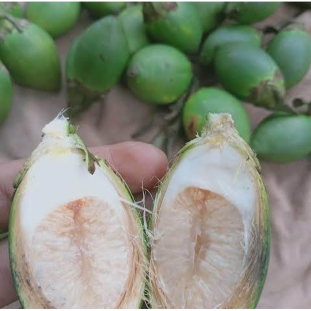 

Buah pinang muda 500gram