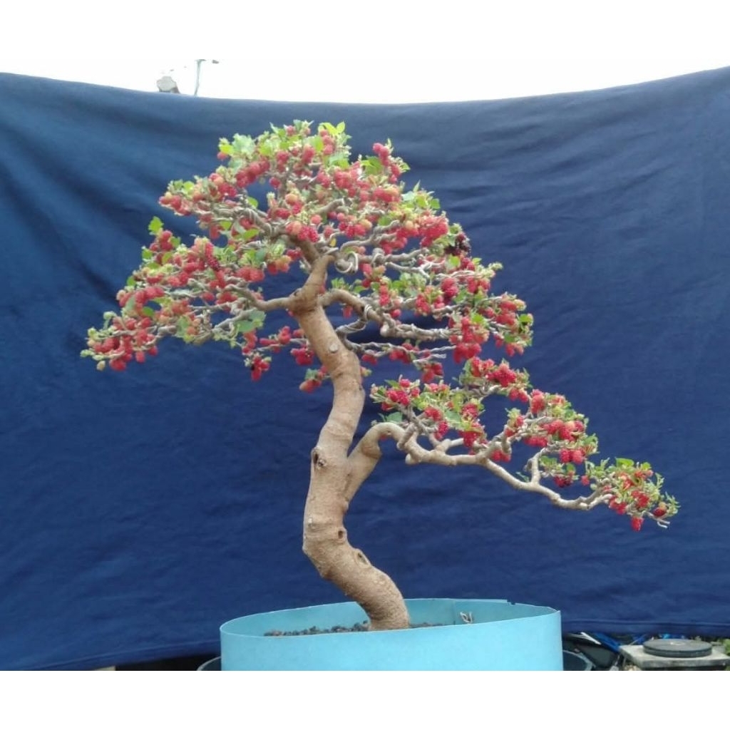 

bibit murbai manis legit (potongan)