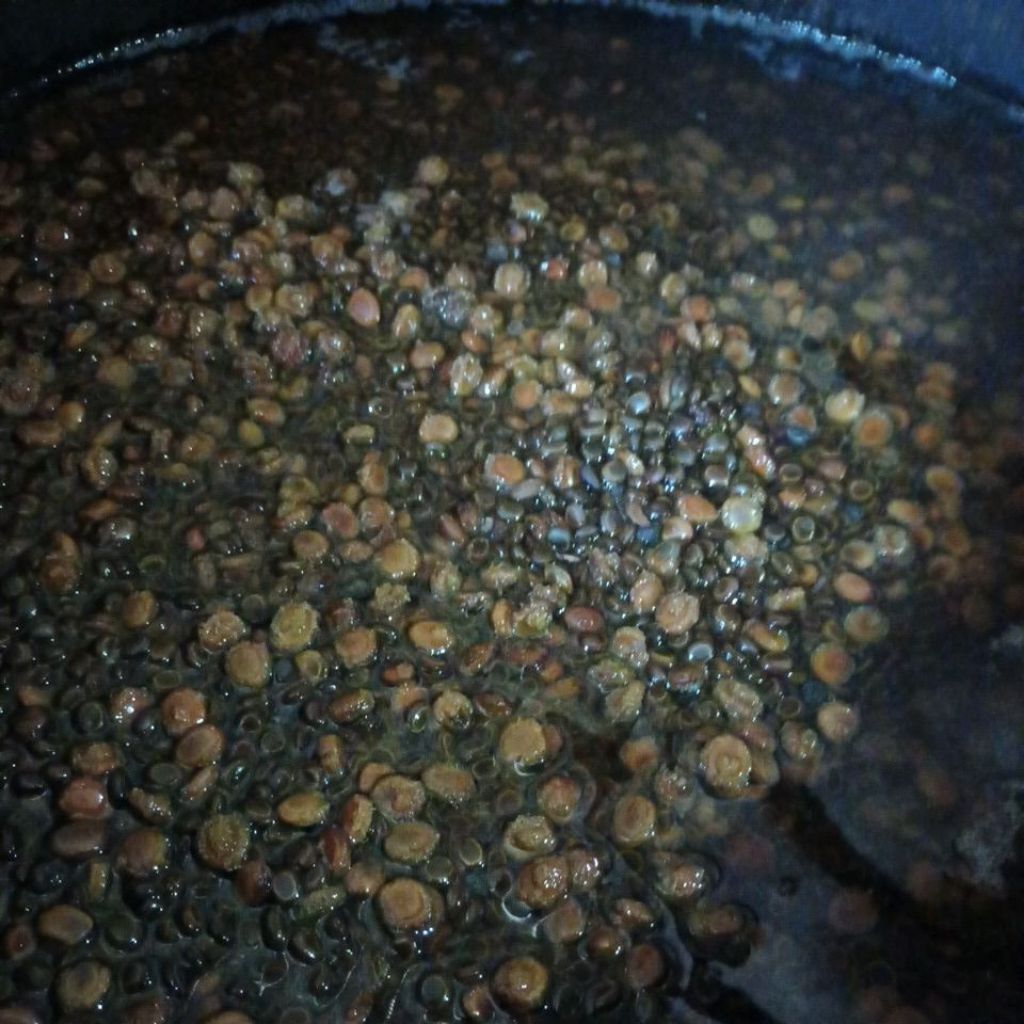 

Bibit sayur ale 1kg sortir !! dijamin 100% tumbuh semua