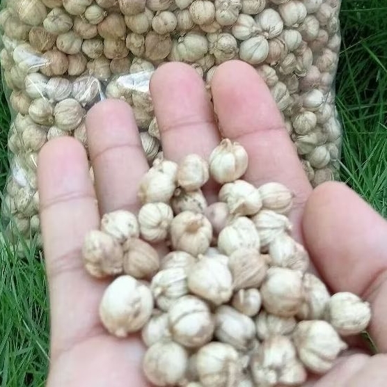 

Kapulaga 1 kg Murah Grosir Premium