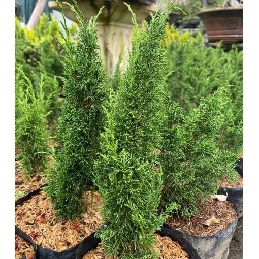 Tanaman Cemara Sargenti (Bahan Bonsai)