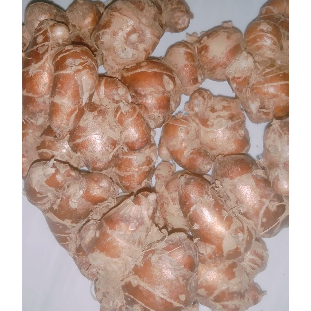 

KENCUR TUA SEGAR 1KG - 3KG,KENCUR SEBLAK MURAH 3KG