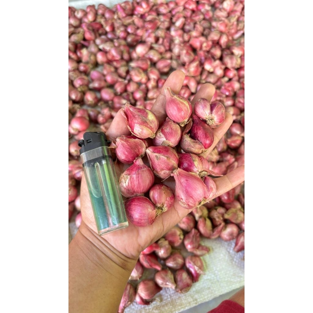 

|| || ukuran 500gr dan 1kg || ready banyak || bumbu ulek || bumbu masakan