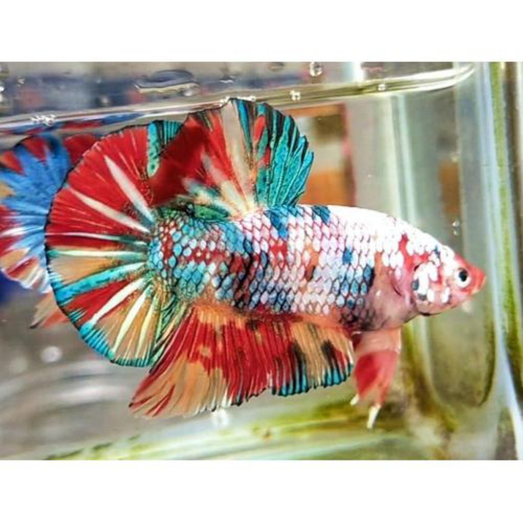 CUPANG GIANT MULTI COLOUR SIZE JUMBO