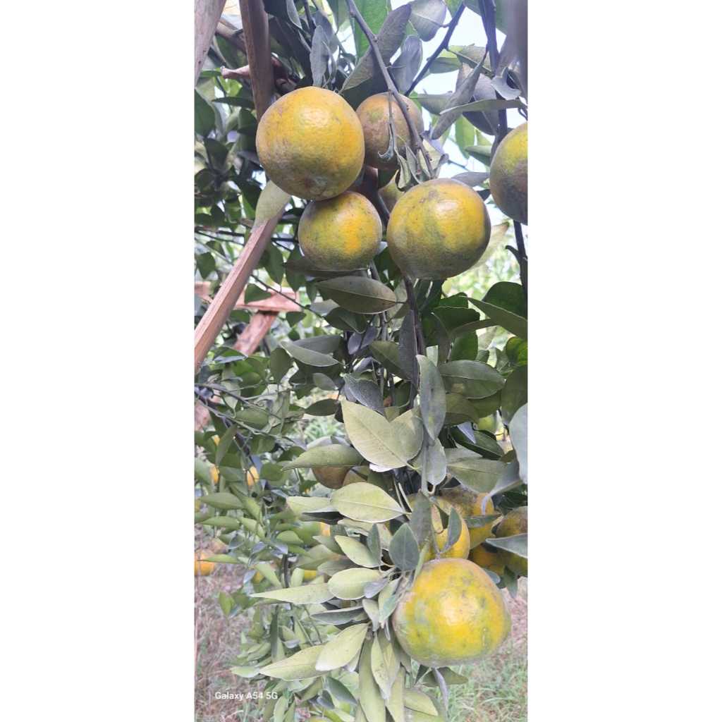 

JERUK SIEM MADU MALANG 1 KG ~ FRESH rasa manis