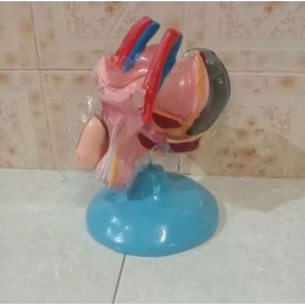 

torso model kelamin laki laki