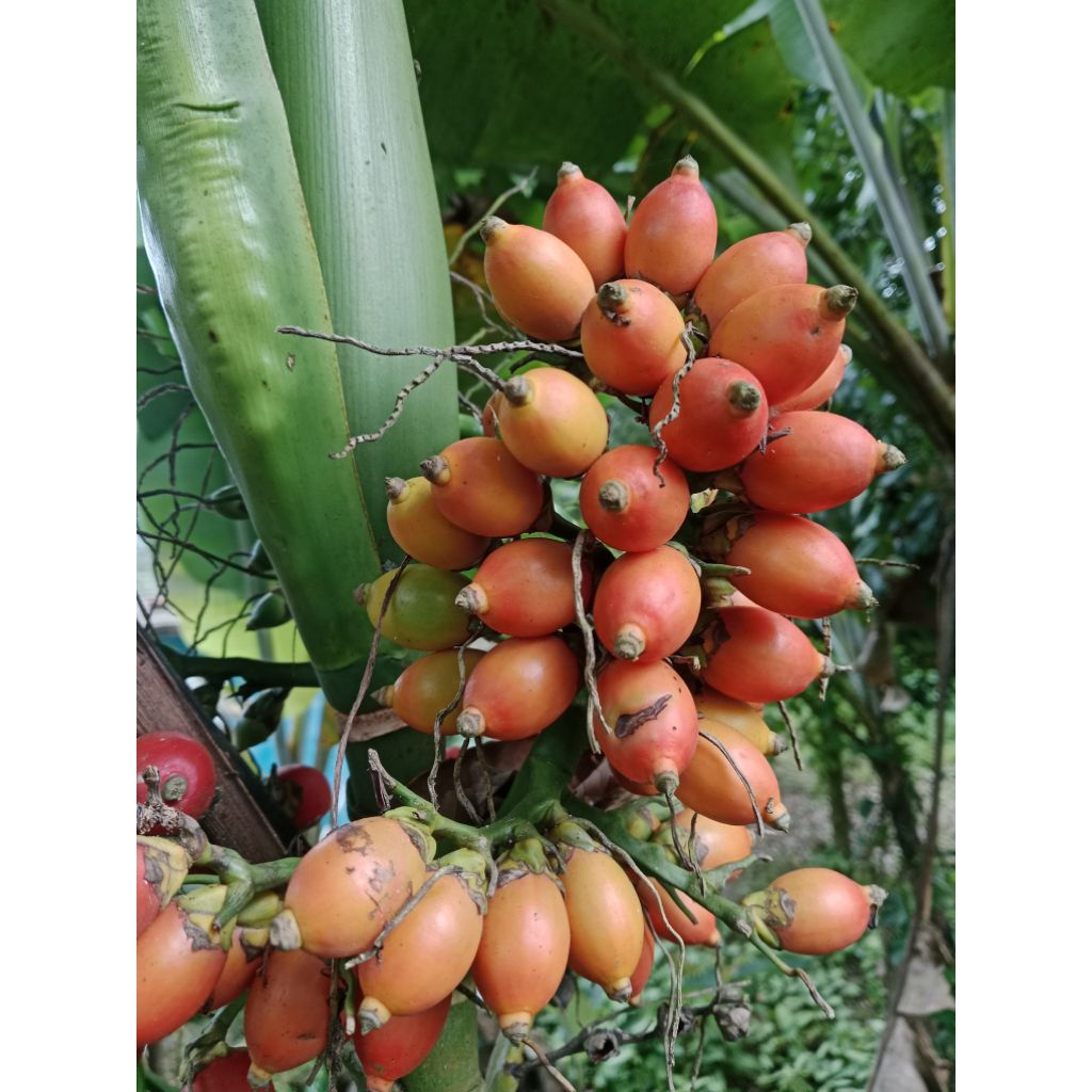 

Jambe rende tua full warna orange