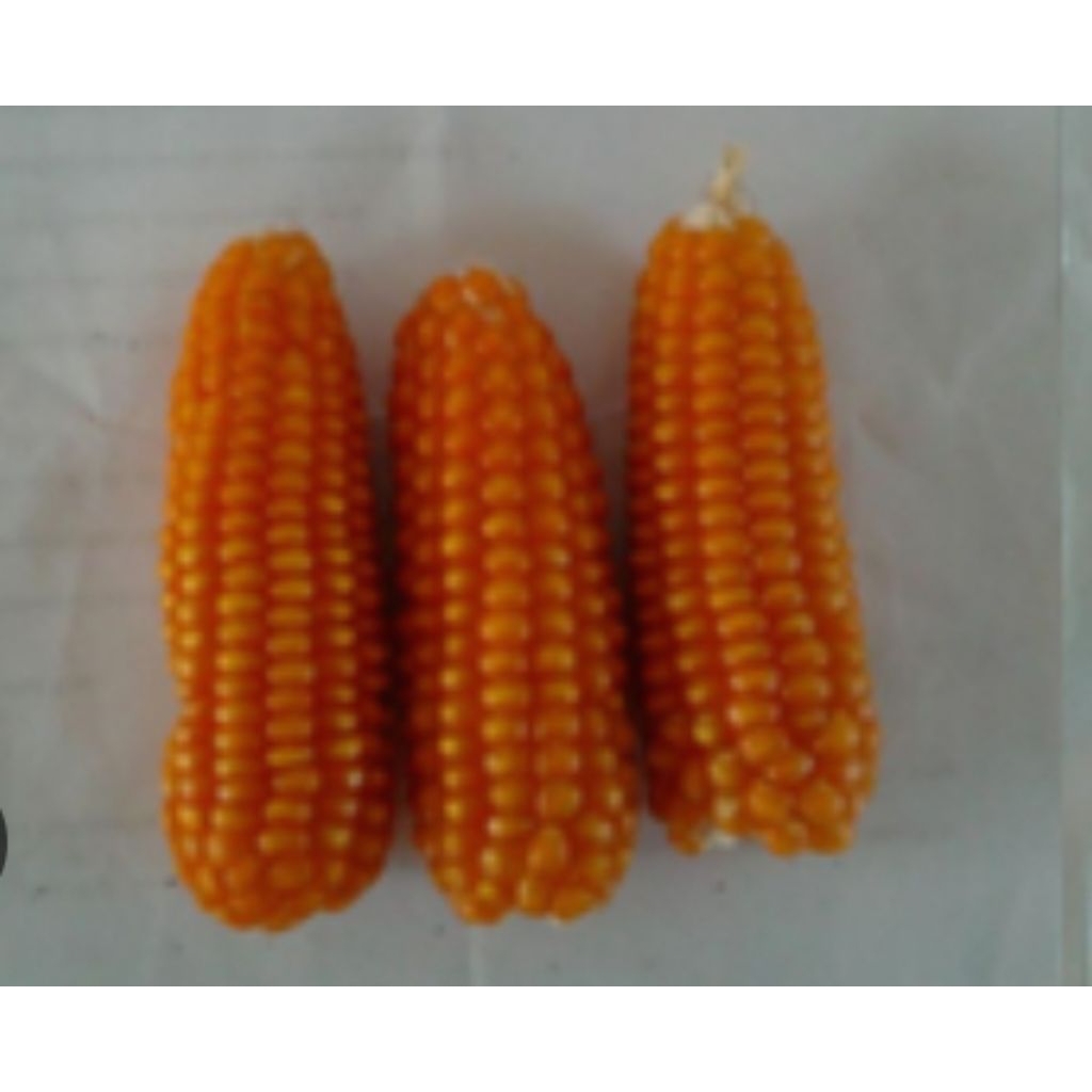 

jagung Madura asli 3 tongkol utuh tidak di pipil