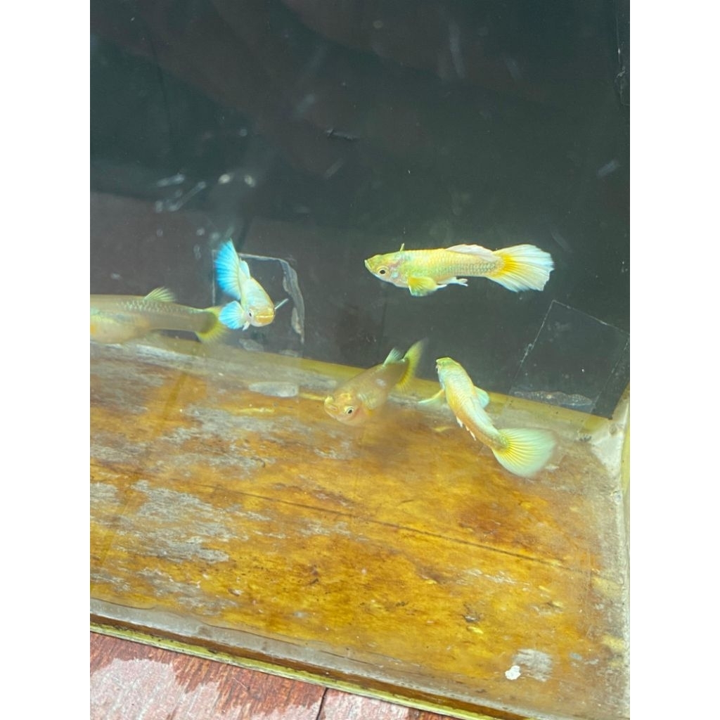 guppy full gold