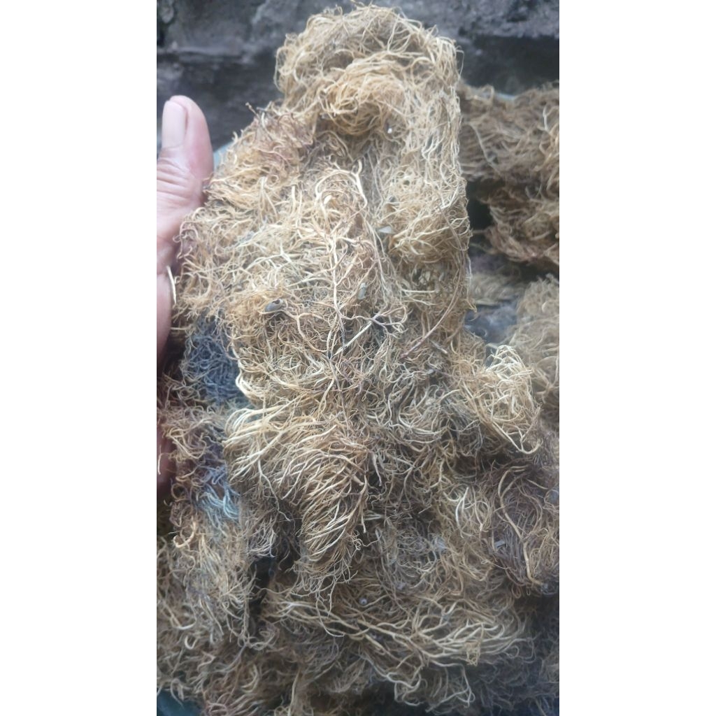 

rumput laut tambak gracilaria 1kg