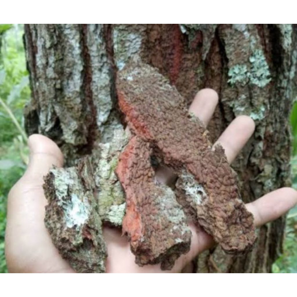 

Kulit Pinus Cacah Untuk Media Tanam / Fine Bark Cacah Berat 1 kg Dan Untuk Kesehatan Tubuh