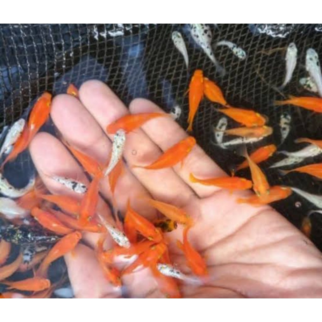 ikan moly warna warni