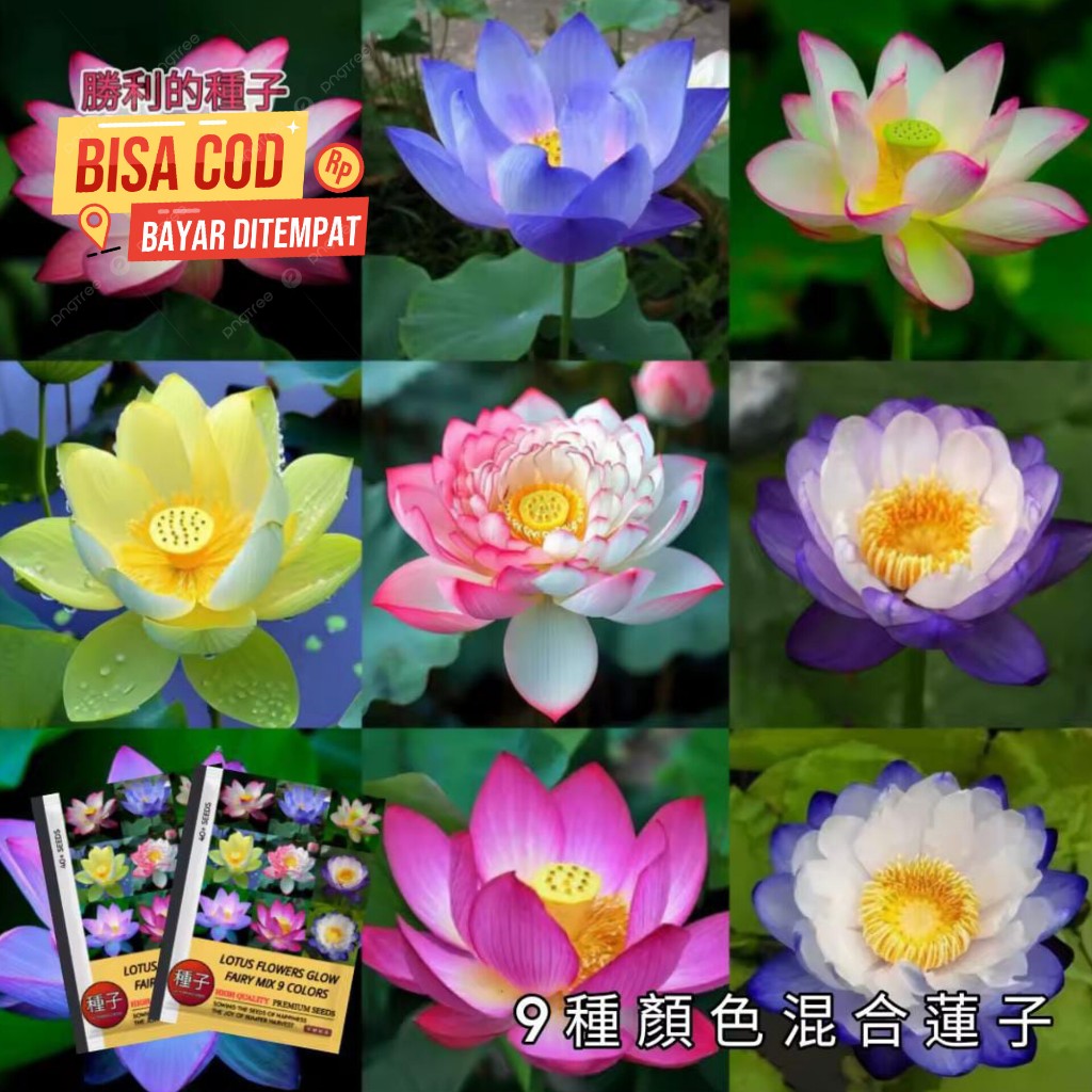 BIJI LOTUS BUNGA TERATAI BENIH BIJI LOTUS MINI BENIH BIJI BUNGA LOTUS