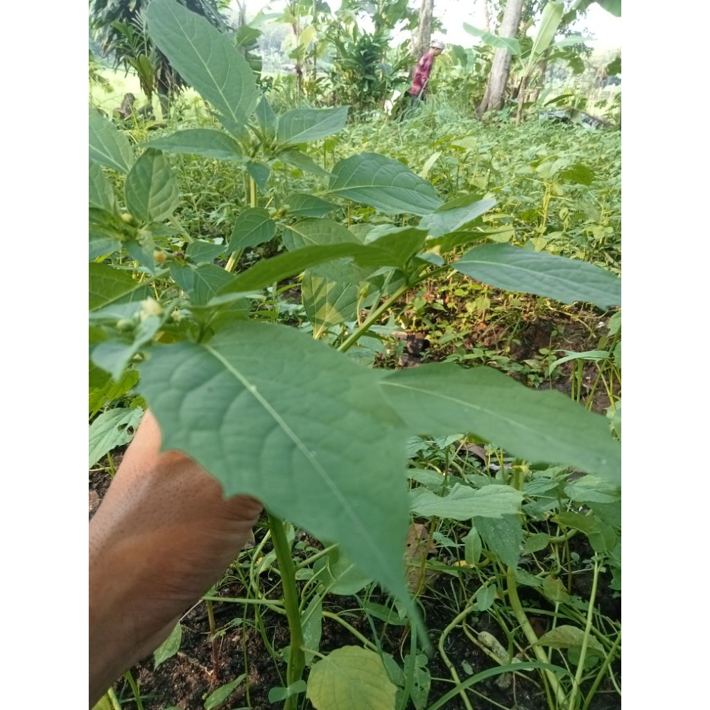 

promo daun ciplukan/cecenet termurah 100gram