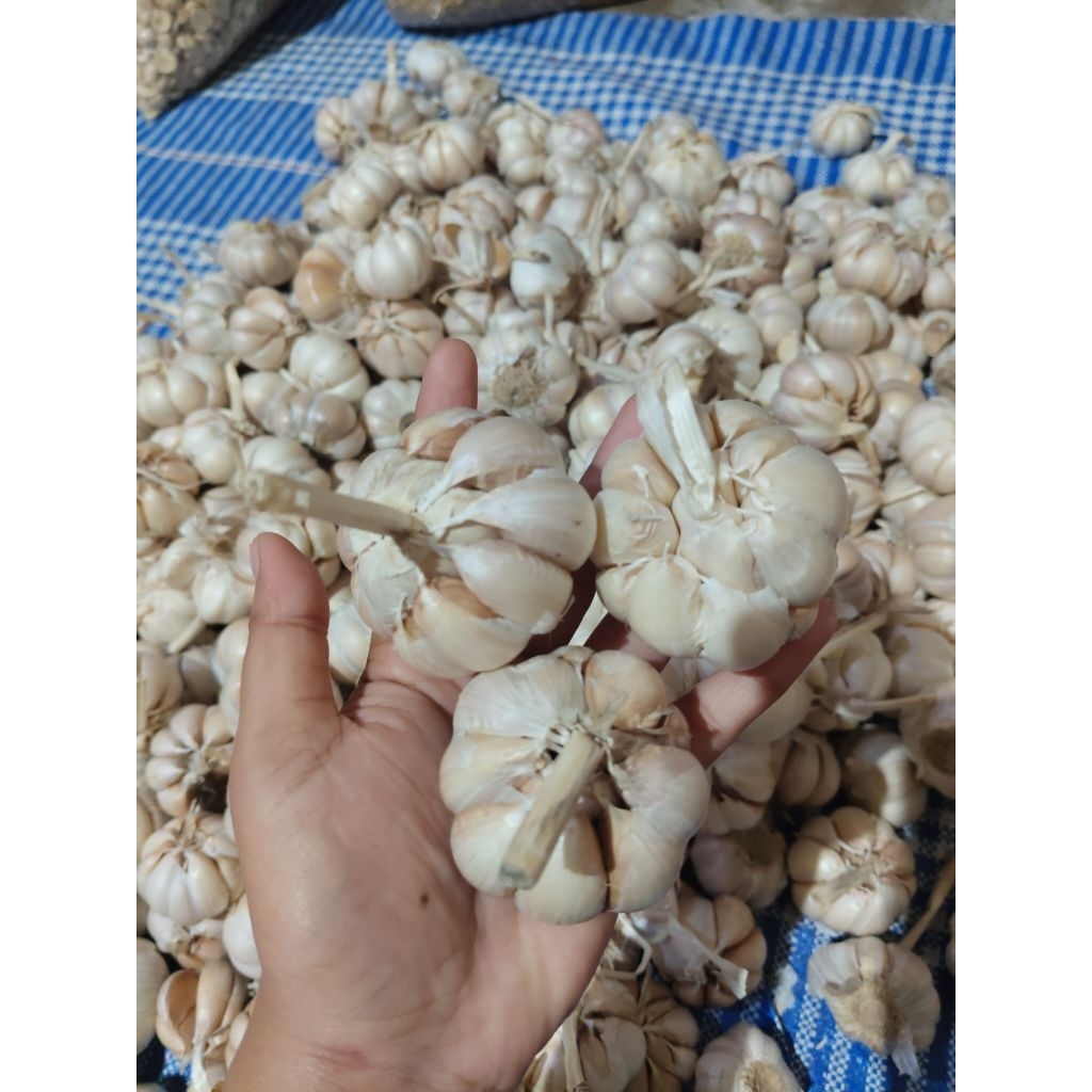 

BAWANG PUTIH 1Kg