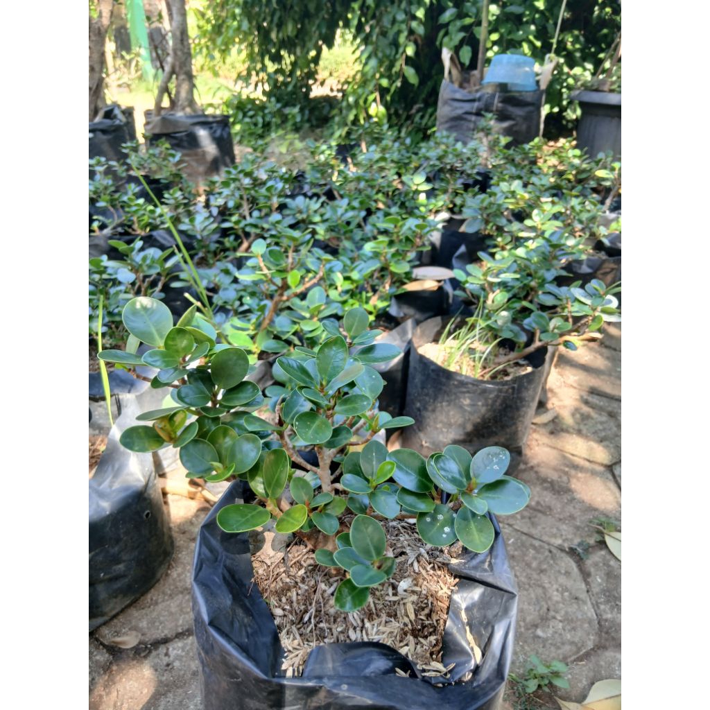 bahan bonsai dolar mikro besar