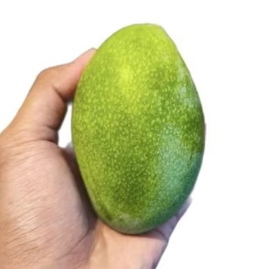 

Buah mangga manalagi super fresh mangga lokal segar 1 kg