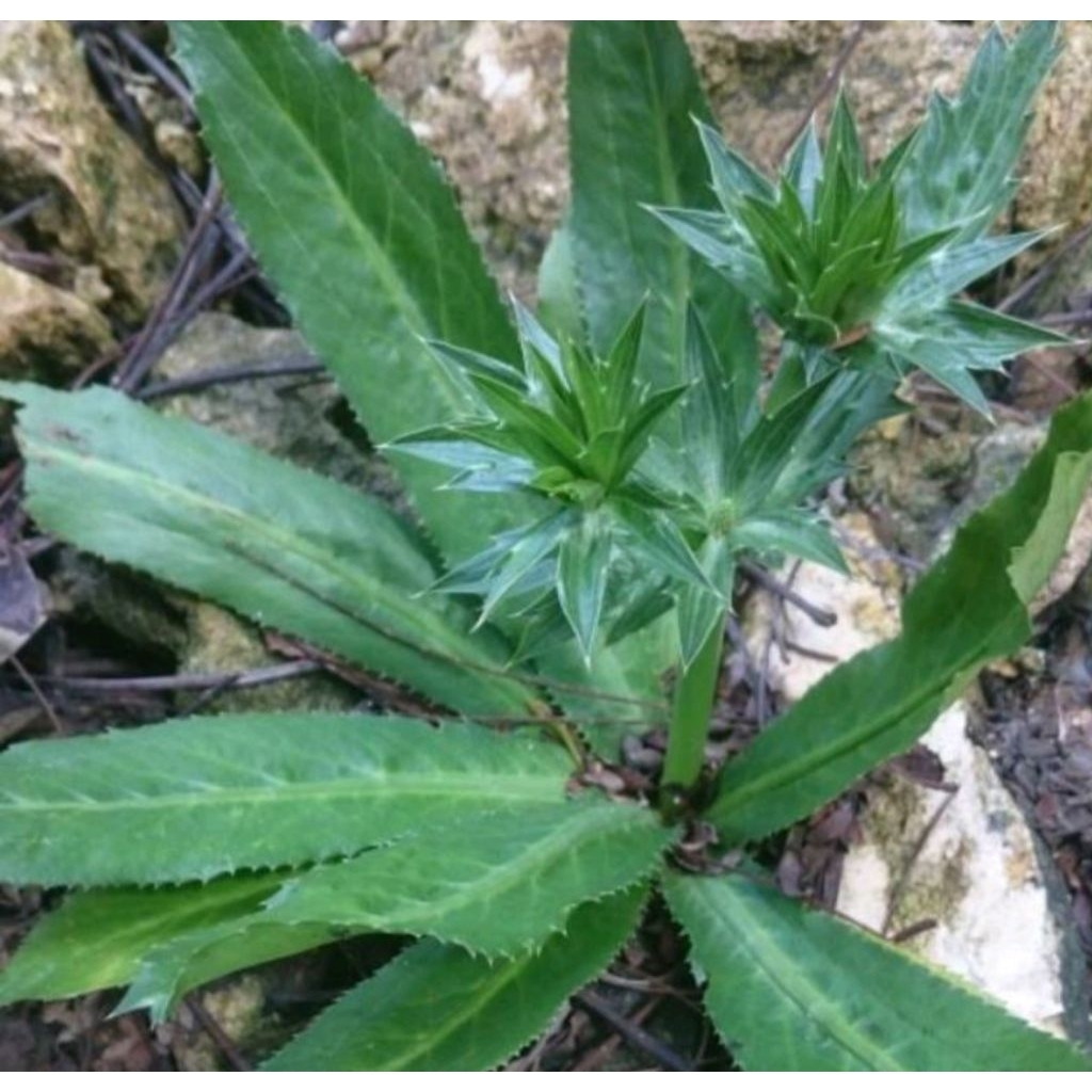 

DAUN WALANG SANGIT SEGAR