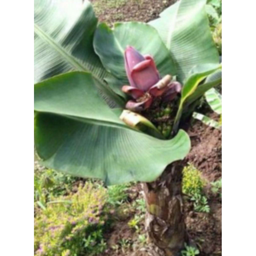 bibit pisang brazil pendek berbuah